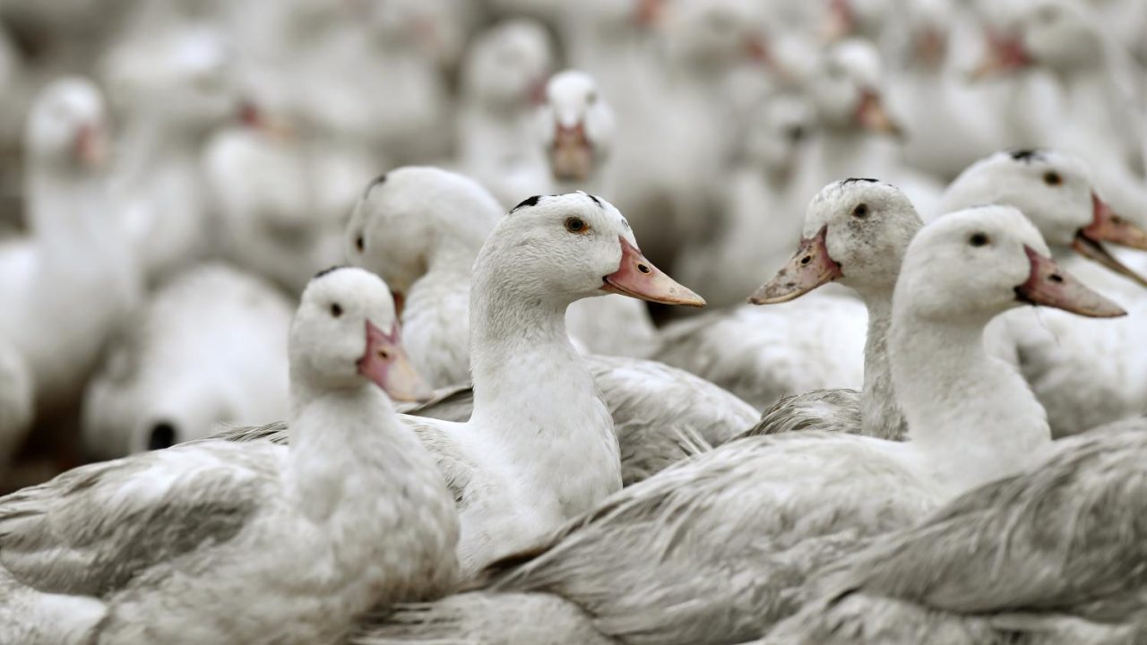 Grippe aviaire : Un dossier sensible soutenu par le conseil départemental