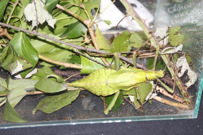 Un insecte exotique