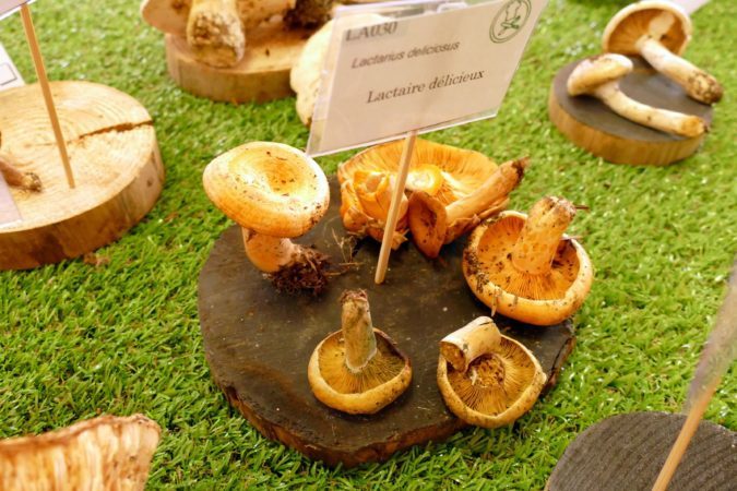 Très bon champignon