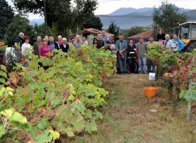 Montréjeau : Vendanges pour la dernière vigne de Montréjeau
