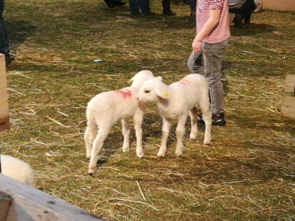 Dans le hall de la ferme