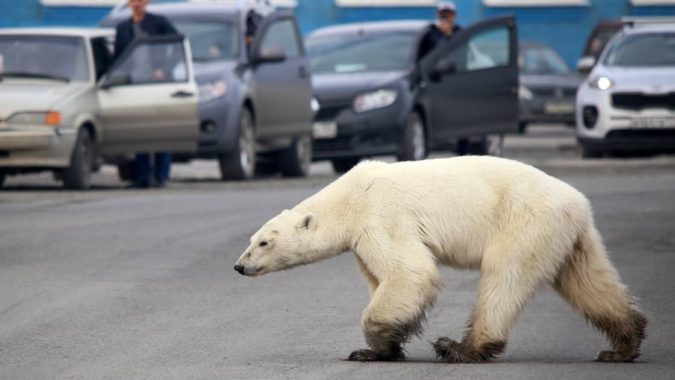 Un ours polaire photographié le 17 juin 2019 dans les environs de la ville russe de Norilsk. © Zapolyarnaya pravda newspaper/AFP/Irina Yarinskaya