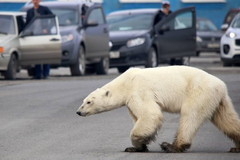 Un ours polaire photographié le 17 juin 2019 dans les environs de la ville russe de Norilsk. © Zapolyarnaya pravda newspaper/AFP/Irina Yarinskaya 
