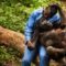 Covid-19 – Au Congo les gorilles aussi  se confinent pour se protéger du virus