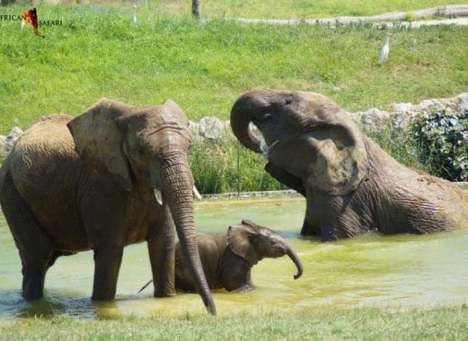 Plaisance du Touch : Réouverture du zoo African Safari