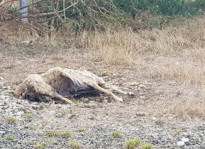 Noe : Des cadavres de moutons à l’abandon découverts dans une ferme photovoltaïque