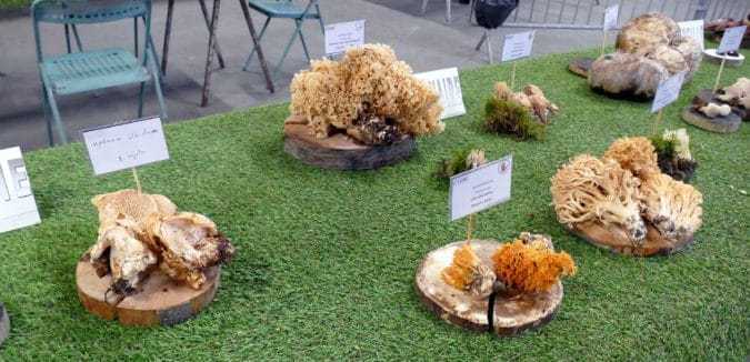 Variétés de Clavaires