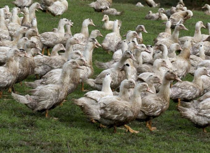 Influenza aviaire : Un foyer hautement pathogène détecté dans une basse-cour du Comminges en Haute Garonne