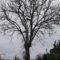 Muret : Abattage d’un chêne devenu dangereux