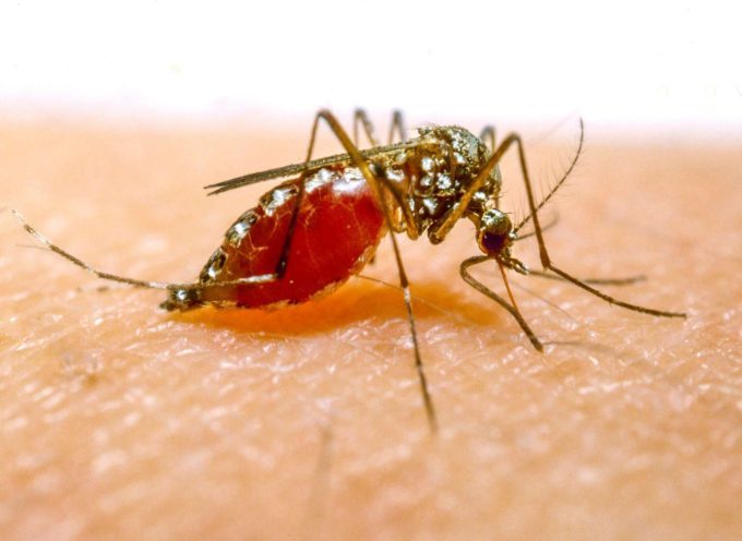Dimanche 25 avril, journée mondiale du paludisme