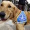 Mercredi 28 avril, journée internationale des chiens-guides