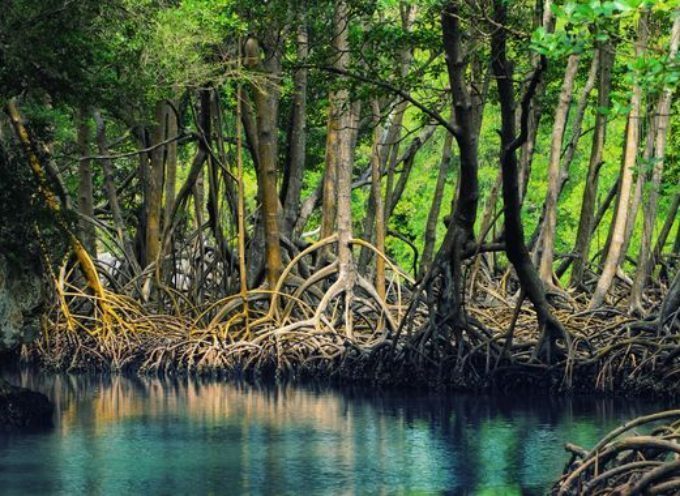 Lundi 26 juillet, journée internationale pour la conservation de l’écosystème des mangroves