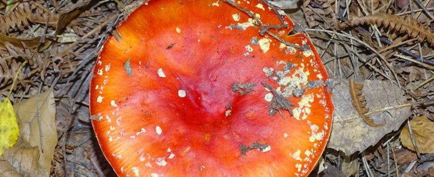 Cardeilhac : Pour tout savoir sur les champignons
