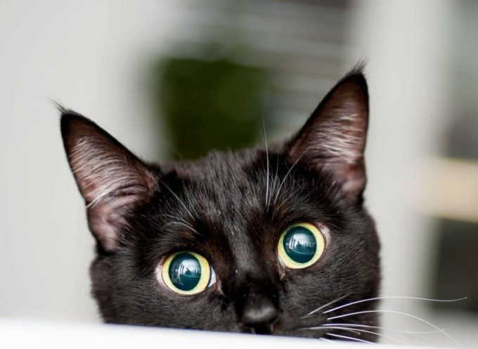 Mardi 17 août, journée internationale du chat noir