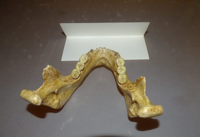 Une copie de la mandibule humaine, sujet de la conférence d'Amélie Vialet, est exposée au musée de Montmaurin.