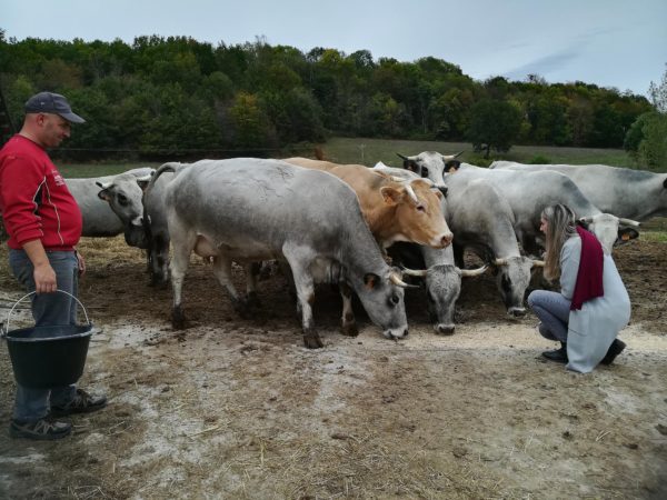 A la ferme familiale Solle à Nizan, on produit des vaches Gasconne à viande, en plus des haricots Tarbais et des Porcs noirs.