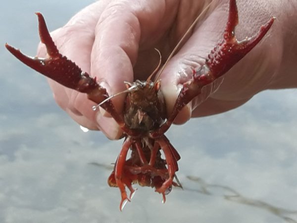 Les écrevisses de Louisiane et de Californie sont des espèces invasives, néfastes pour nos cours d'eau.