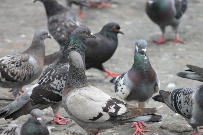 Les pigeons entrainent des nuisances dans le centre-bourg