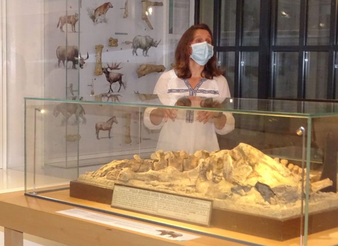 Montmaurin : L’Ours des cavernes, à voir au Musée archéologique