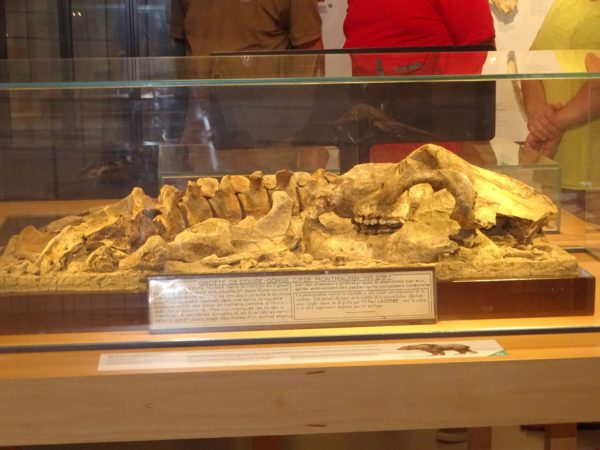 Le squelette de l'ours des cavernes, découvert par Louis Méroc en 1946, est exposé au musée de Montmaurin.