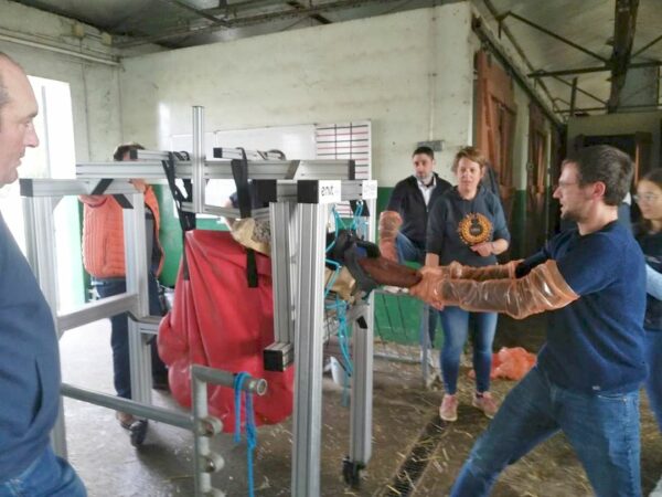 Lors de la formation vêlage à l'école vétérinaire de Purpan, les éleveurs présents se sont entraînés sur un mannequin lors de la partie pratique du stage.