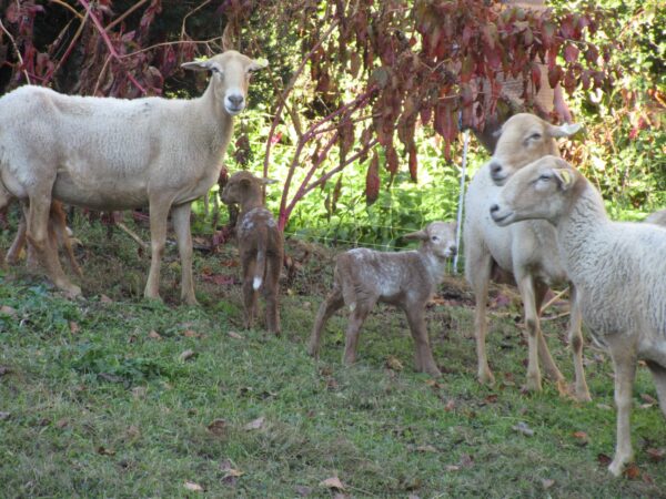Utopons animera la tonte des brebis en éco-pâturage