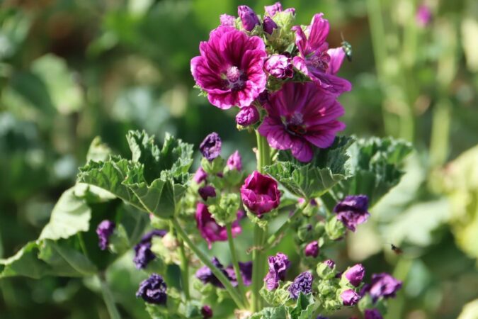 Un pied de mauve