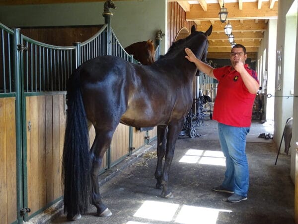 Au Haras de la Gesse, Diogo Assunçao est responsable du pôle reproduction.
