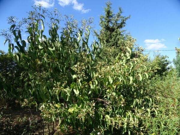 L'Heptacodion ou arbre aux 7 fleurs, un joli feuillage à l'air penché, très original au jardin.