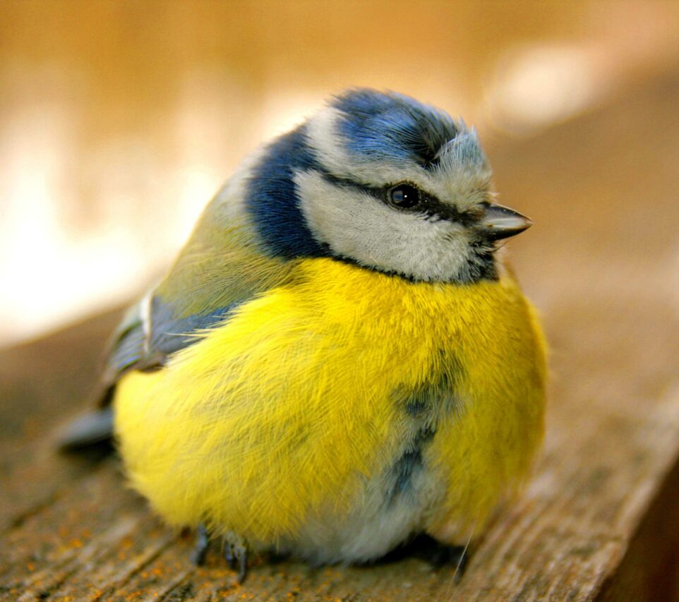 Fête diurne et nocturne à Tajan avec expo sur les oiseaux, le 3 septembre 22.