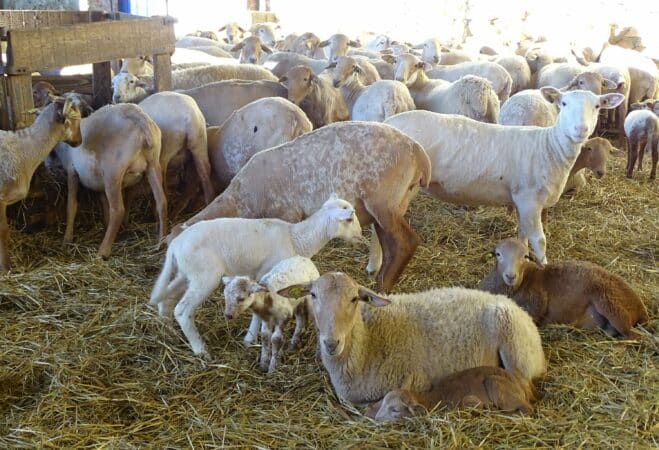 La Castillonnaise, une des 10 races dont le bon lait nourrit les agneaux maintenant labellisés IGP Agneau des Pyrénées.