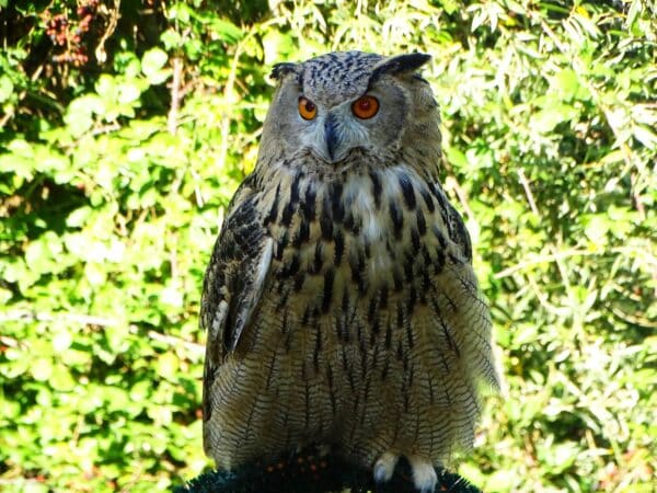 Boréale, Grand duc de Sibérie, née chez le fauconnier Thimothée Heck, participe à un programme de réintroduction de ces rapaces.