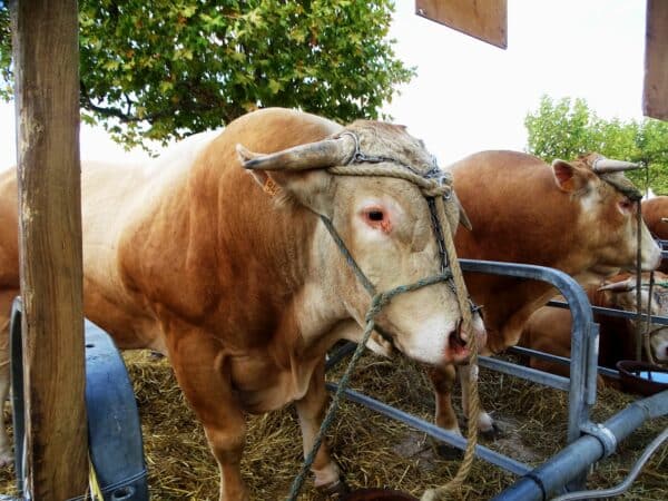 Avec les syndicats des races bovines, les concours ont exposé les plus beaux animaux du territoire lors des Journées du Boulonnais les 17 et 18 septembre 22.