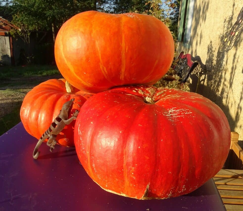 Un marché aux couleurs des courges, c'est de saison, ça se passe à Monléon dimanche 30 octobre 22.