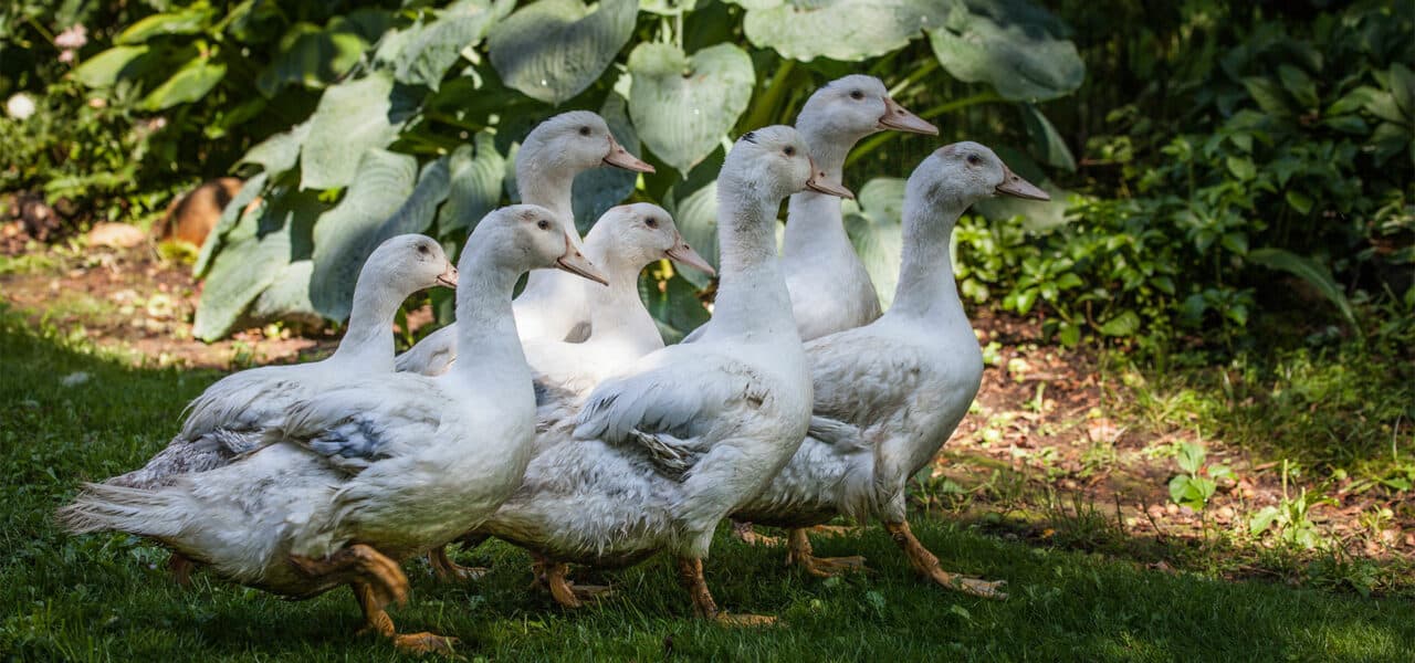 Les éleveurs de canards touchés par des mesures renforcées de biosécurité en raison d'un cas de grippe aviaire détecté sur le lac de Puydarrieux -65-.