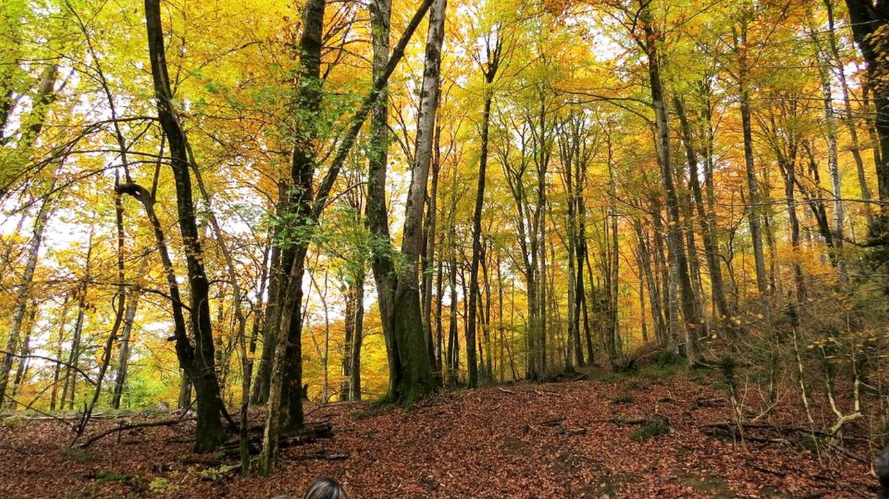 Pour la dernière sortie de l'année 22 avant le nouveau programme, les marcheurs de Randonnées à Blajan ont arpenté les belles forêts de Montsérié dans le 65.