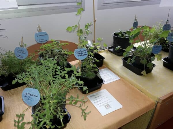 La très instructive expo de plantes sauvages, par l'association Passe-Graines.