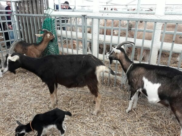 Foire du Printemps et du Goût à l'Isle en Dodon, l'élevage était à l'honneur et les animaux aux rendez-vous.