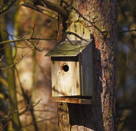 Pour abriter les oiseaux de votre jardin, des nichoirs à faire soi-même à Monléon Magnoac.