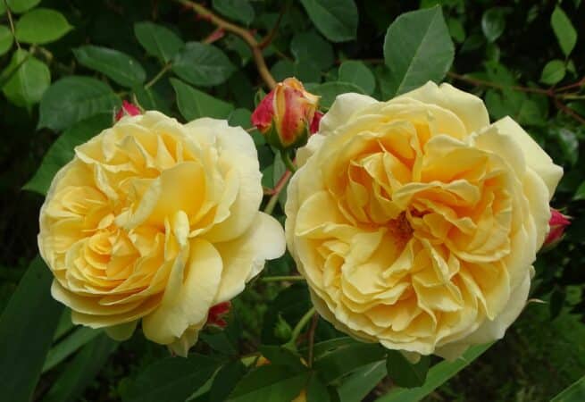 Pour un beau jardin, des roses à foison (Rosier David Austin Teasing Georgia)