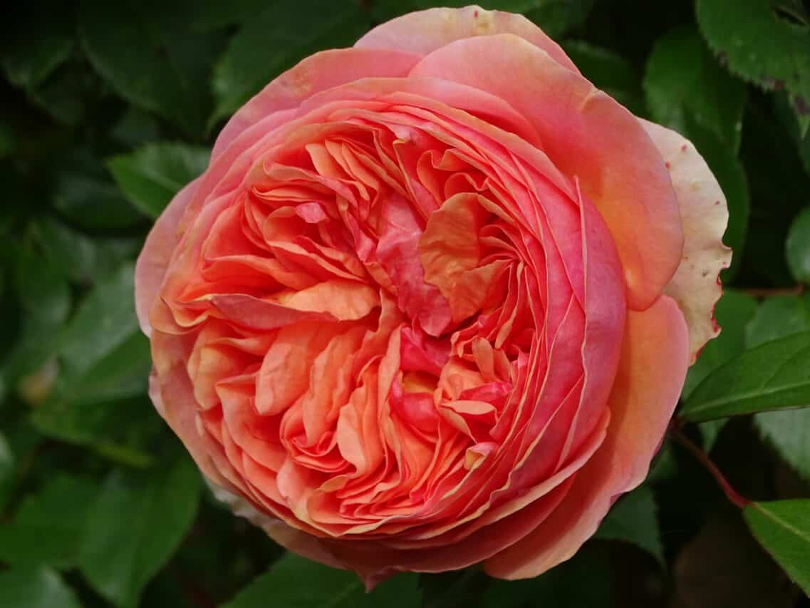Quelques conseil de jardinage pour de belles roses. (rosier David Austin))