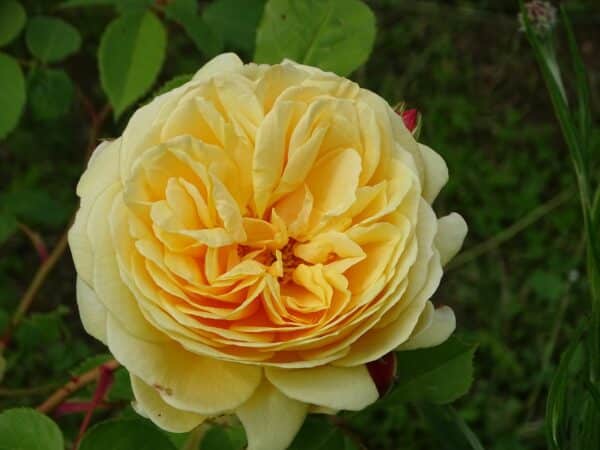 Pour un beau jardin, des roses à foison (Rosier Anisade)