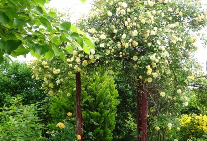 Pour un beau jardin, des roses à foison (Rosier Grimpant D. Austin Malvern Hill)
