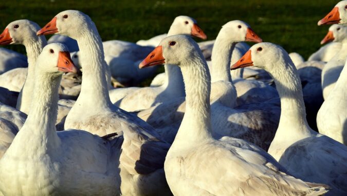Un foyer de grippe aviaire confirmé dans les Hautes Pyrénées, les zones de protection s'étendent en Haute-Garonne, 66 communes concernées.