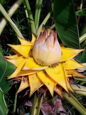 La spectaculaire fleur du bananier nain Lotus d'or, un point de mire dans le jardin.