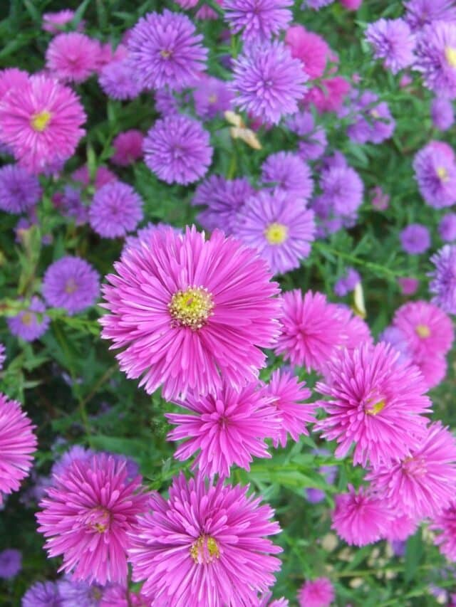 Diviser ses vivaces, une façon économique de multiplier les fleurs du jardin. (ici des asters)