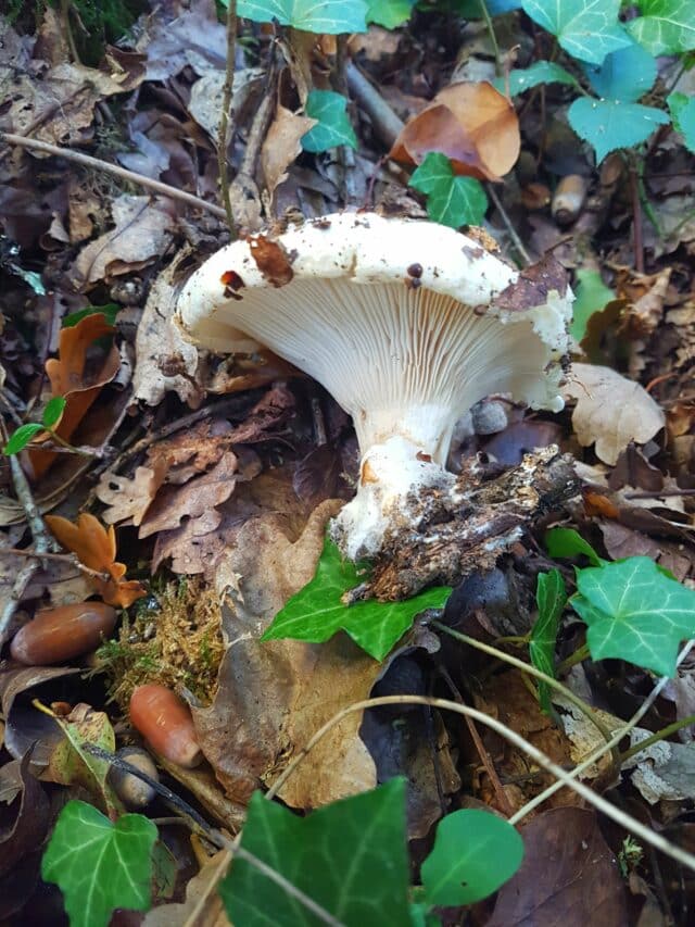 Une journée autour des champignons avec la Sté Mycologique du Comminges, invitée par l'association Terracor à Montmaurin.