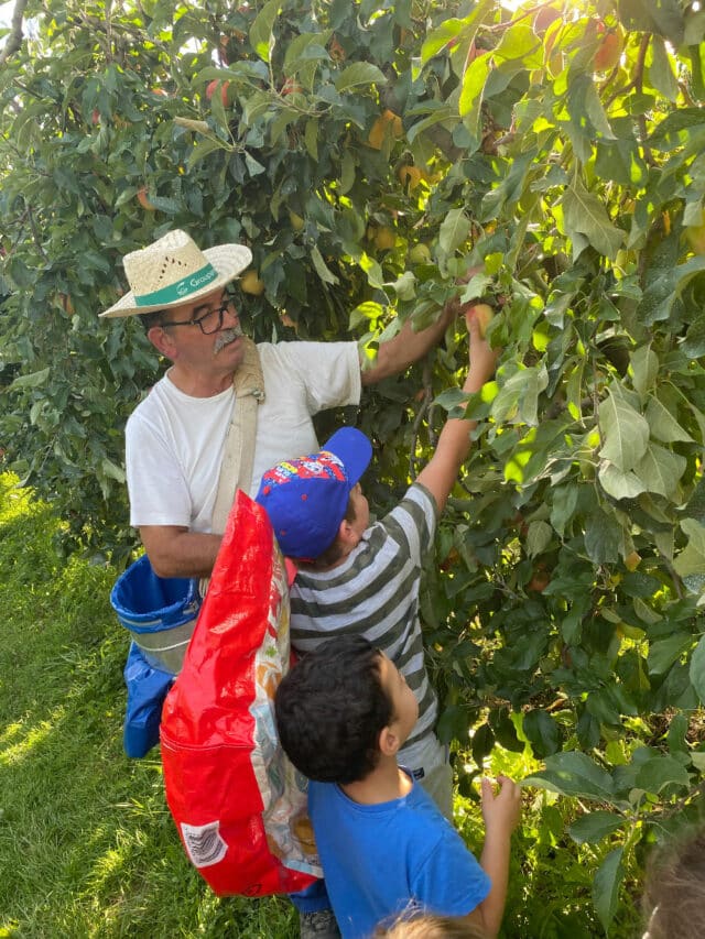 De l’arbre au fruit en passant par la cueillette et les recettes de cuisine, la pomme n’a plus de secret pour les enfants de l’ALAE intercommunal de Castillon