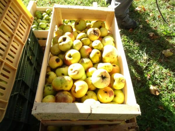 L'Isle en Dodon fête les produits de l'automne samedi 14 octobre, pendant le marché, avec le pressage du jus de pomme, des châtaignes grillées et la gastronomie locale.