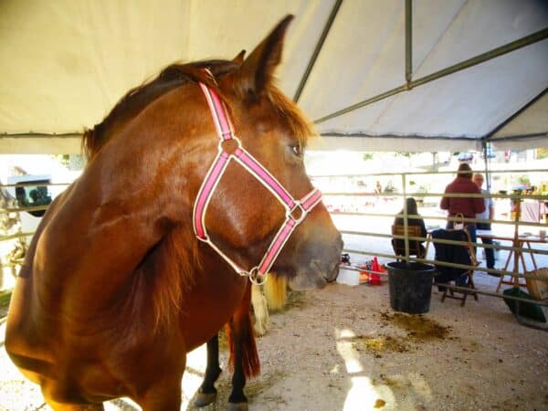 Les chevaux de la ferme équestre éthologique des Collines d'Epona, à la foire d'automne d'Aurignac.